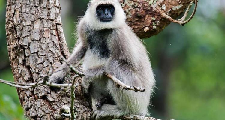 Singe langur gris perché sur une branche d'arbre dans une forêt dense