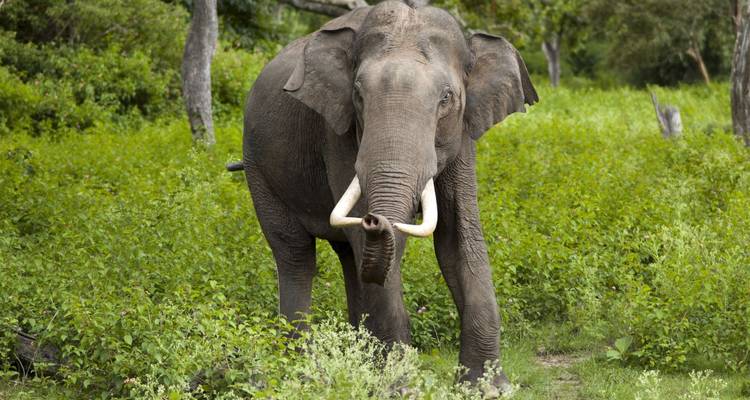 Éléphant d'Asie sauvage avec de longues défenses se tenant au milieu de buissons verts