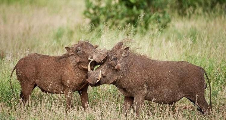 Two warthogs tussling head-to-head in tall grass of the savanna