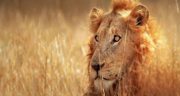 Golden-maned lion staring intently while sitting in sun-lit tall grass