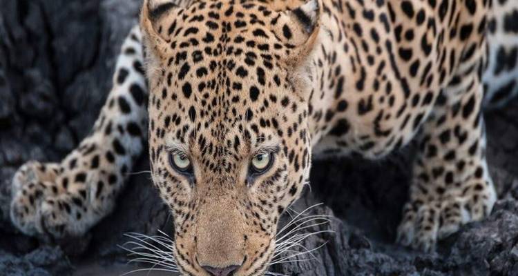 Leopard crouching low with intense gaze against darkened tree trunk