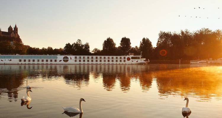 Bateau de croisière fluviale et cygnes gracieux glissant sur l'eau brumeuse au lever du soleil avec une lumière dorée et chaleureuse.