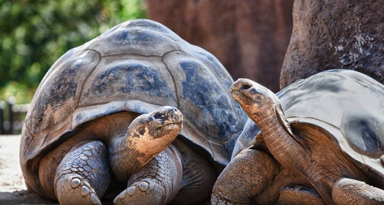 Close-up view of two giant Galapagos tortoises resting on sandy ground beside a rock wall.