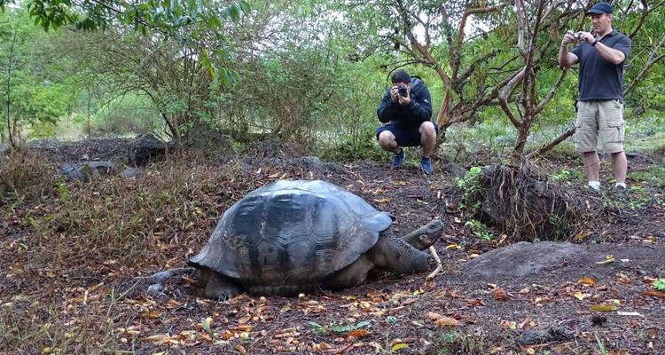 Two travellers crouch with cameras to photograph a large Galapagos tortoise in a forest clearing.