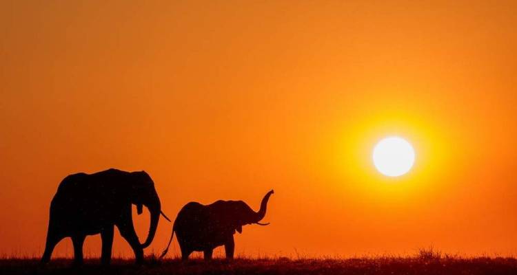 Silhouettes de deux éléphants marchant à travers une plaine contre un ciel de coucher de soleil orange vif.