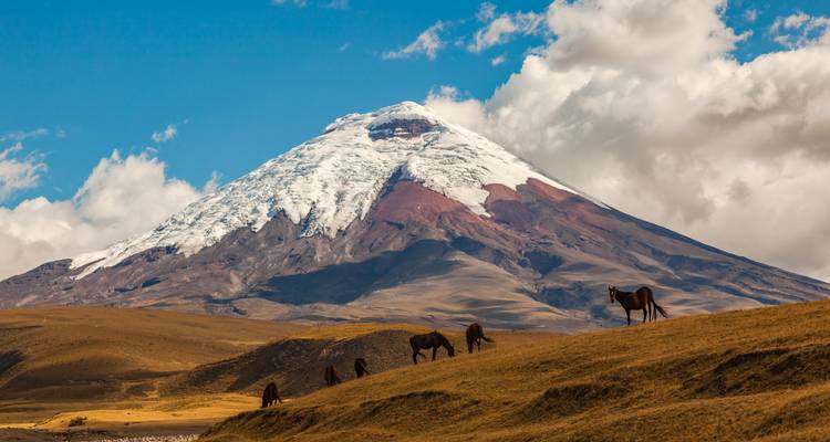 Schneebedeckter Vulkan Cotopaxi, der sich über goldene Hochlandweiden erhebt, wo Pferde grasen.