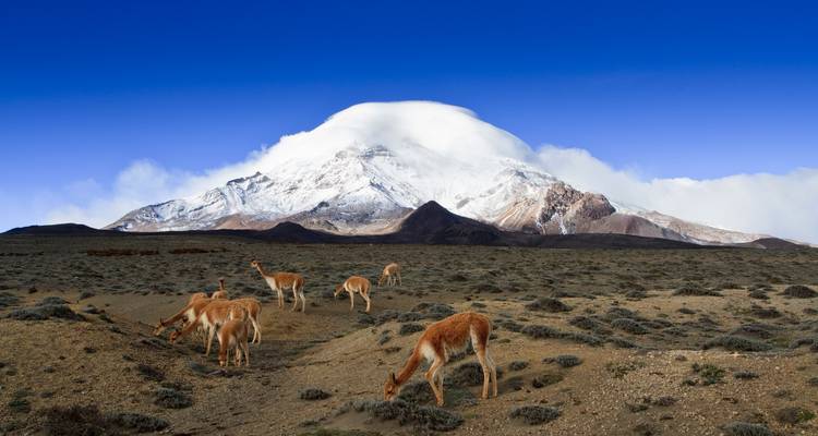 Vikunjas grasen auf dem windgepeitschten Plateau unterhalb des schneebedeckten Gipfels des Vulkans Chimborazo.