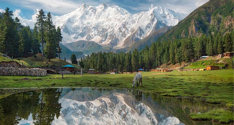 Un cheval solitaire broute près d'un bassin réfléchissant avec des pics enneigés imposants et une dense forêt de pins au-delà.