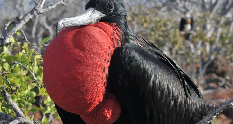 Nahaufnahme eines männlichen Fregattvogels, der einen leuchtend roten aufgeblasenen Kehlsack zur Schau stellt, während er auf einem Ast sitzt.