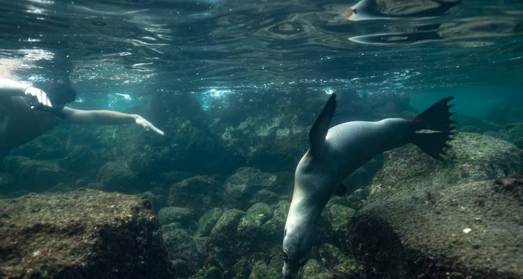 Schnorchler greift nach einem verspielten Seelöwen unter Wasser zwischen felsigem Riff.