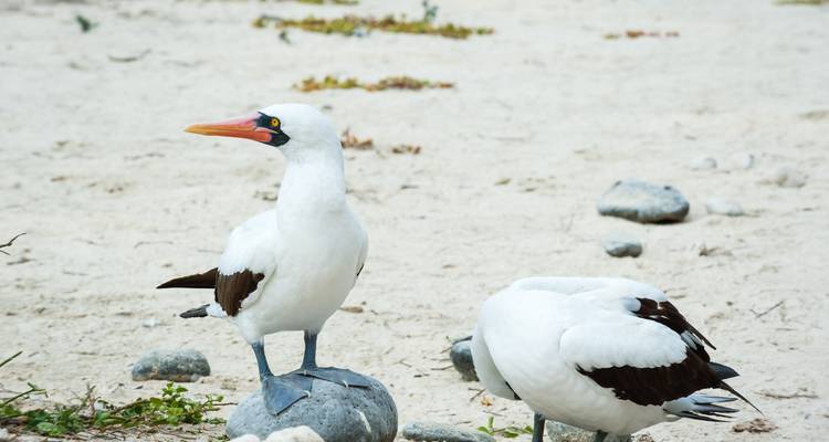 Ein Paar weißer Nazca-Tölpel, die auf einem sandigen Strand mit verstreuten Steinen stehen.