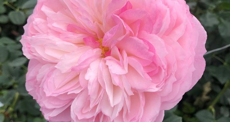 Makroaufnahme einer vollständig erblühten rosa Rose mit geschichteten Blütenblättern.