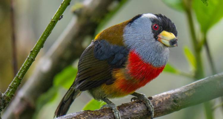 Farbenfroher Anden-Bartvogel sitzt auf einem Ast mit verschwommenem Waldhintergrund.