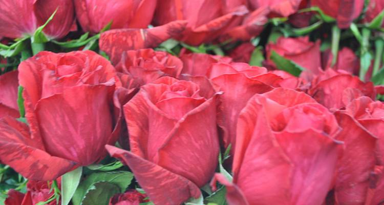 Büschel roter Rosen mit geringer Schärfentiefe.