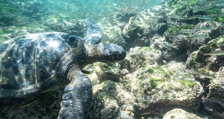 Underwater view of a sea turtle swimming above a rocky reef amid schooling fish.