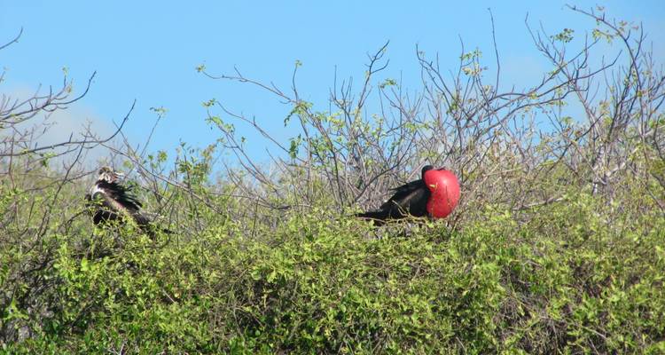 Frigatebird with red throat pouch perched on leafy shrubs against a clear blue sky, seen from afar.