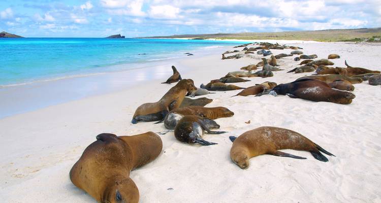 Group of sea lions lounging on a pristine white sand beach beside turquoise waters on a sunny day.