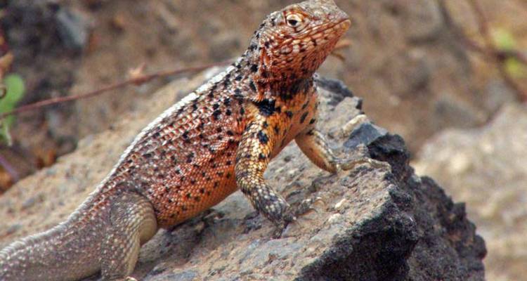 Small lava lizard with speckled orange and black colouring perched on volcanic rock.