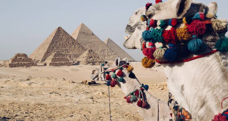 Camello decorado en primer plano con las pirámides de Giza elevándose bruscamente contra un cielo desértico pálido.