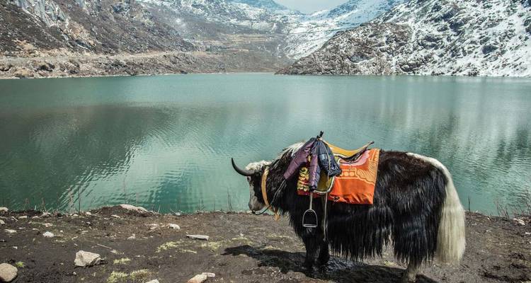 Ein gesattelter Yak steht neben einem ruhigen türkisfarbenen Alpensee, umgeben von schneebedeckten Bergen.