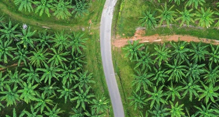Vue aérienne d'une route d'asphalte sinueuse traversant une dense plantation de palmiers tropicaux.