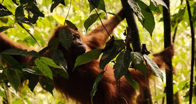 Un orang-outan sauvage observe à travers le feuillage vert dense en haut de la canopée de la forêt tropicale.