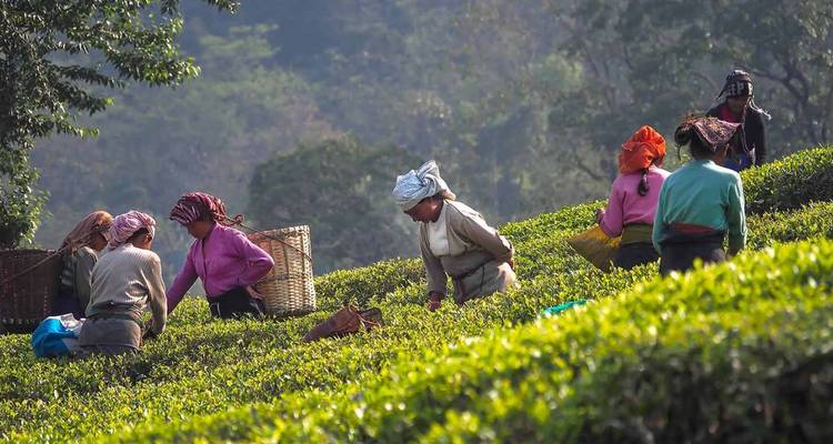 Women in colourful headscarves pick tea leaves on a lush green hillside plantation.
