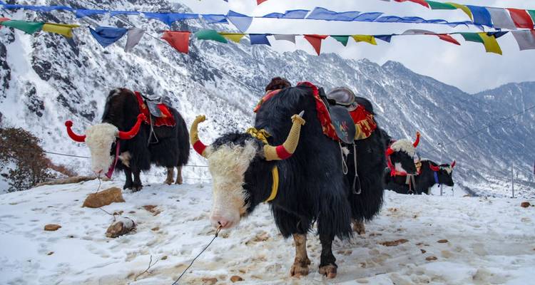 Decorated yaks tethered on snowy mountain pass beneath colourful Tibetan prayer flags.
