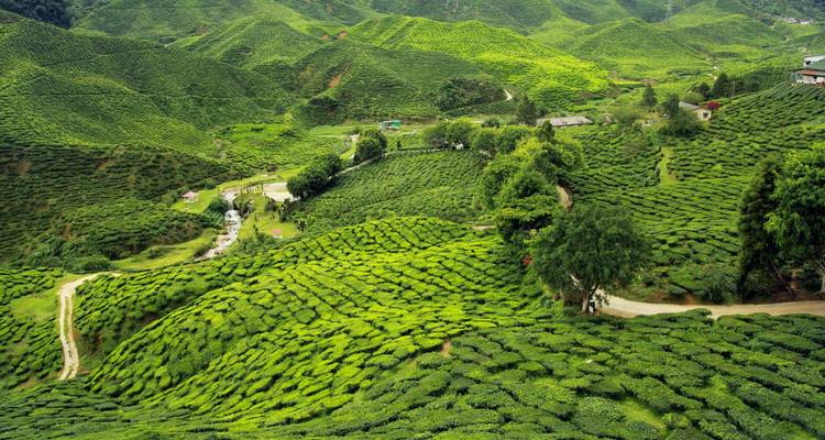 Vast expanse of lush green tea plantations blanketing rolling hills under bright sunlight.