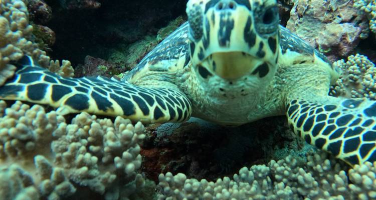 Portrait sous-marin en gros plan d'une tortue de mer imbriquée glissant au-dessus d'un récif corallien.