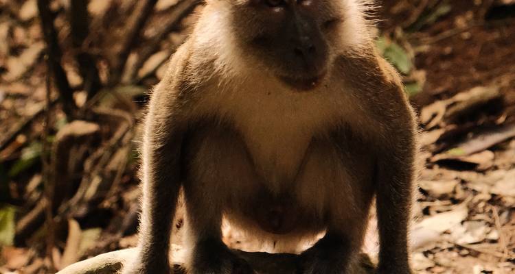 Macaque sauvage accroupi sur un rocher dans un éclairage tamisé de jungle, fixant l'objectif du regard.