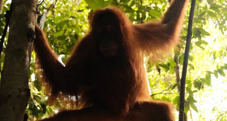 Orang-outan rétroéclairé suspendu à une branche d'arbre dans la lumière ombragée de la jungle.
