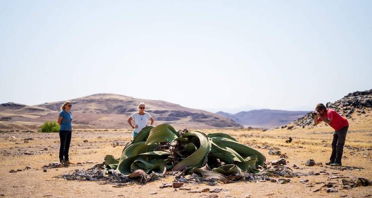 Drie reizigers staan rondom een grote welwitschia plant op een kale woestijnvlakte met verre rotsachtige heuvels onder een heldere blauwe lucht.