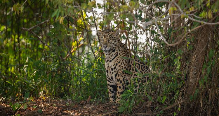 Jaguar salvaje sentado alerta entre el denso follaje verde de la jungla.