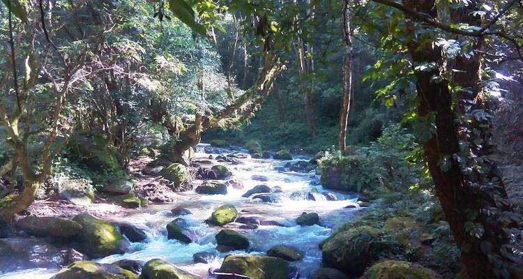 Arroyo de montaña corre a través de bosque denso con luz filtrándose a través del dosel frondoso