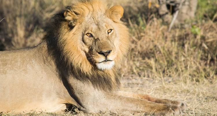 Retrato en primer plano de un león macho descansando con melena dorada en hierba seca.