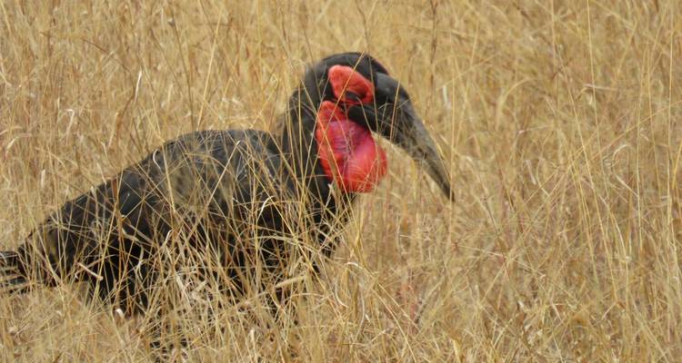 Un cálao terrestre negro con una vívida mancha roja en la garganta parado entre hierba alta amarilla.