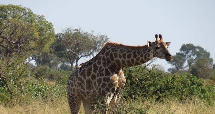 Una jirafa pasta en arbustos espinosos en la sabana abierta con árboles al fondo.