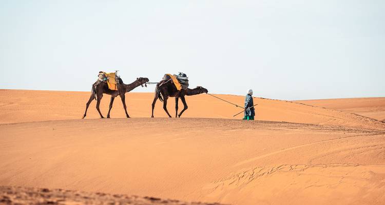 Un guide berbère mène deux chameaux de bât à travers une vaste dune de sable orange.