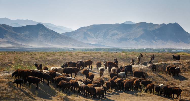 Grand troupeau de moutons paissant sur des prairies sèches avec des silhouettes de montagnes poussiéreuses en arrière-plan.