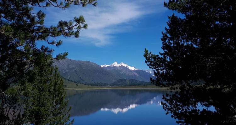Bergmeer omlijst door donkere dennenbomen die verre besneeuwde toppen weerspiegelen onder blauwe hemel.