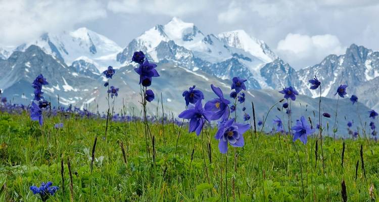 Levendige paarse bergbloemen op de voorgrond met dramatische besneeuwde toppen die erachter oprijzen.