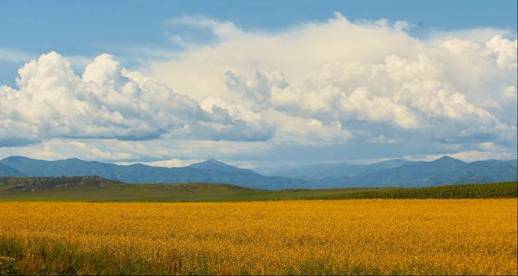 Uitgestrekt veld van gouden gewassen onder een dramatische met wolken gevulde hemel met verre bergsilhouet.