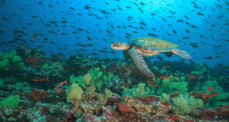 Grüne Meeresschildkröte gleitet über ein lebendiges Korallenriff voller bunter Fische.