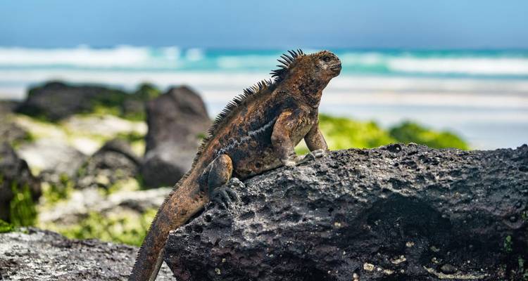 Meerechse auf Vulkangestein sitzend mit verschwommener Brandung im Hintergrund.