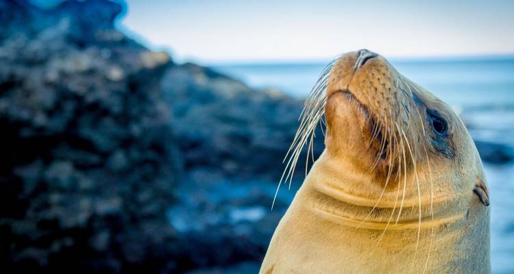 Nahaufnahme-Profil eines Galapagos-Seelöwen mit weichem Meereshintergrund.