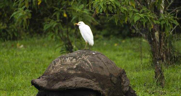 Weißer Vogel, der auf einem riesigen Schildkrötenpanzer in üppig grüner Umgebung steht.