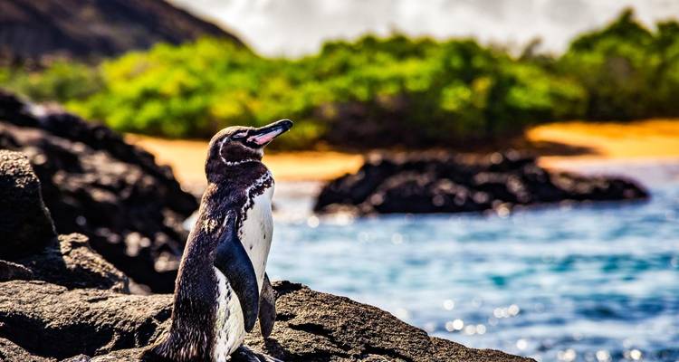 Galapagos-Pinguin posiert auf dunklen Lavasteinen mit blauem Ozean und grünem Buschwerk im Hintergrund.