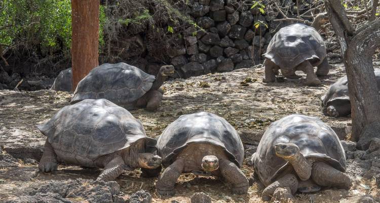 Gruppe von Riesenschildkröten der Galapagos-Inseln, die in einem schattigen Gehege ruhen.