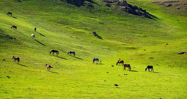 Chevaux paissant librement sur une vaste colline verdoyante sous un soleil éclatant.